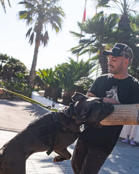Adiestrador de K9 Marbella en un ejercicio de deporte canino