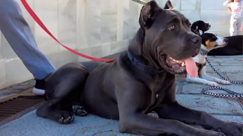 Cane corso tumbado tranquilo en una calle concurrida