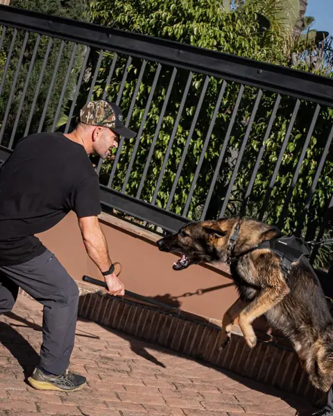 Pastor belga saltando un obstáculo guiado por el adiestrador