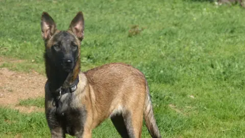 Malinois atento durante un entrenamiento en el campo