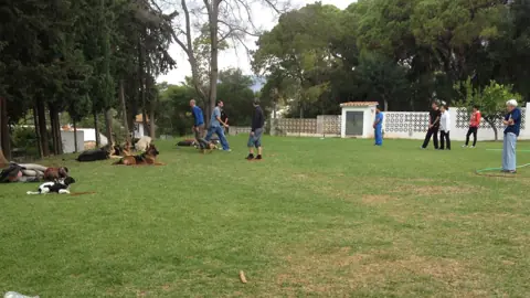 Clase grupal de adiestramiento canino en un parque