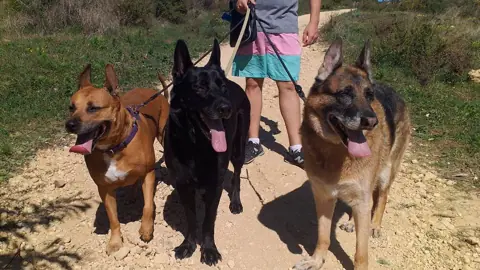 Paseo grupal de tres perros en Estepona