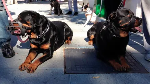 Dos rottweilers tumbados en posición de quieto en la calle