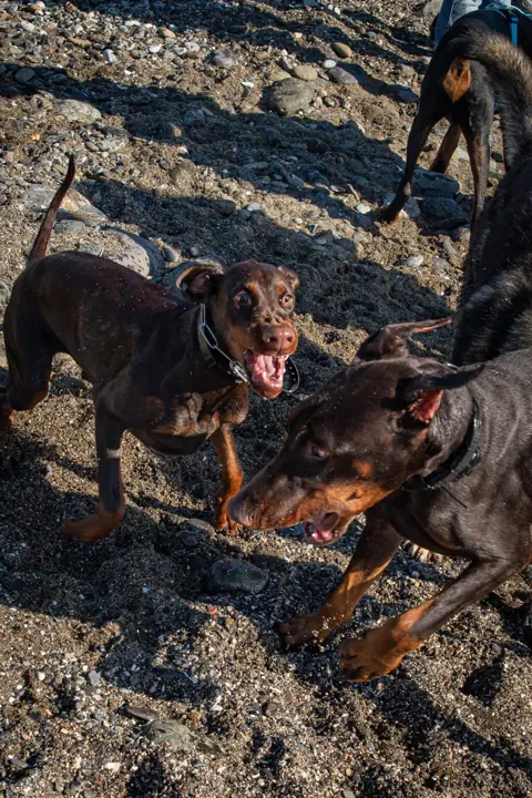 Dos perros jugando durante una sesión de socialización